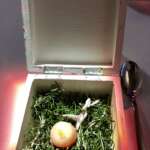 Eine kleine Holzbox mit einer Innenseite, die frische Kräuter und ein Wachtelei enthält. Daneben liegt elegant ein silberner Löffel.