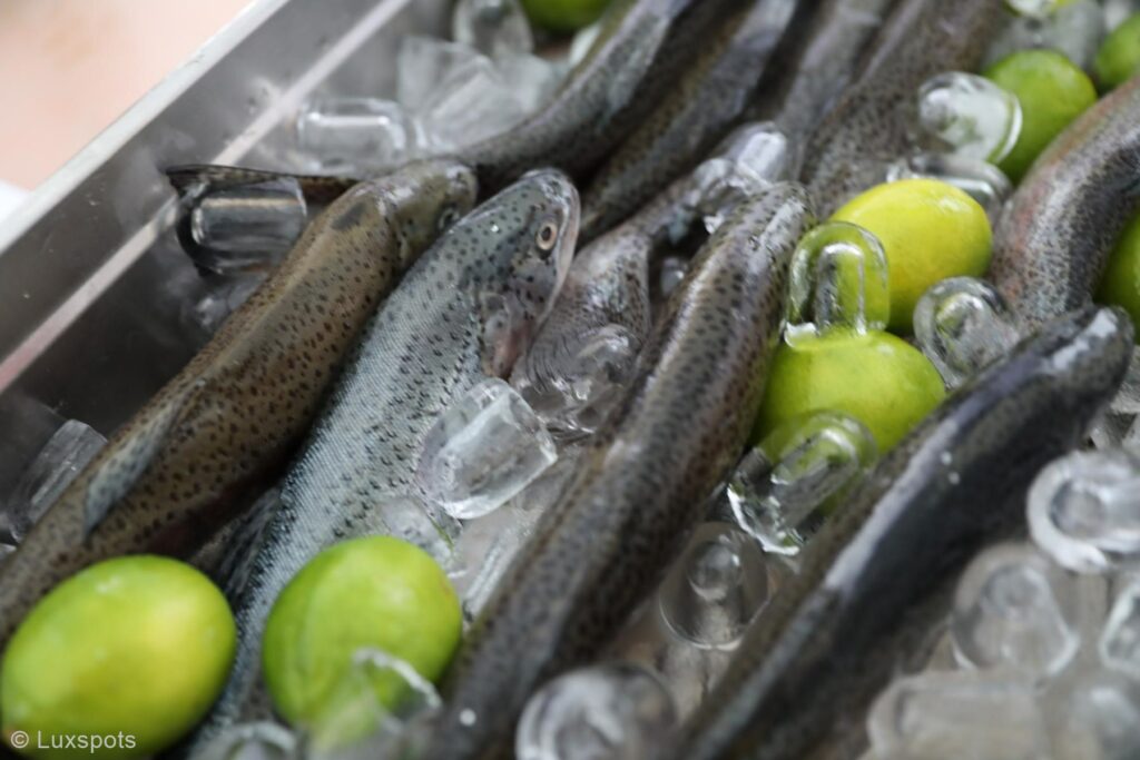 Frische Forellen und grüne Limetten auf Eis in einer Metallschale.