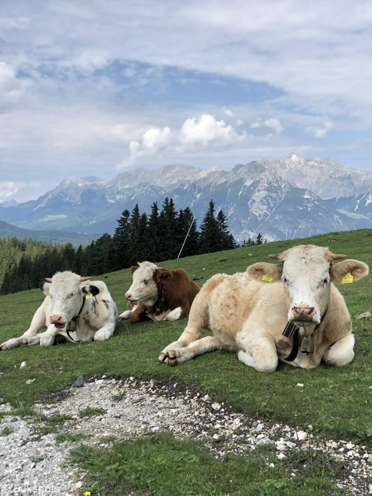 Drei Kühe liegen entlang der Wanderwege über Seefeld in Tirol.
