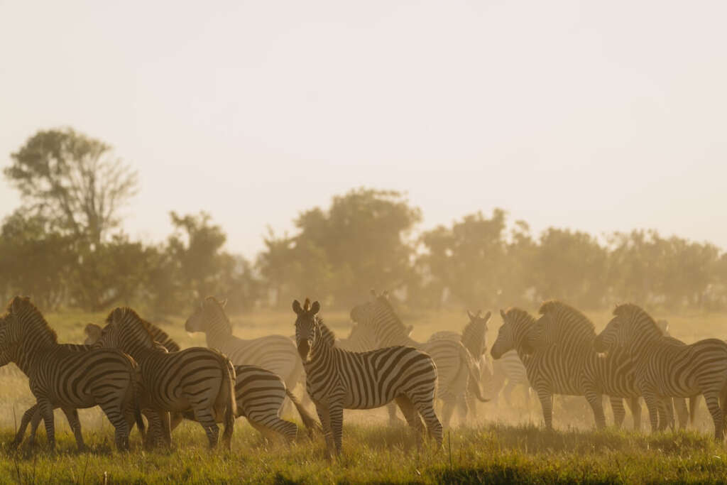 Eine Zebraherde versammelt sich auf einer sonnenbeschienenen Wiese, umgeben von der unberührten Wildnis Botswanas, mit Bäumen im Hintergrund.