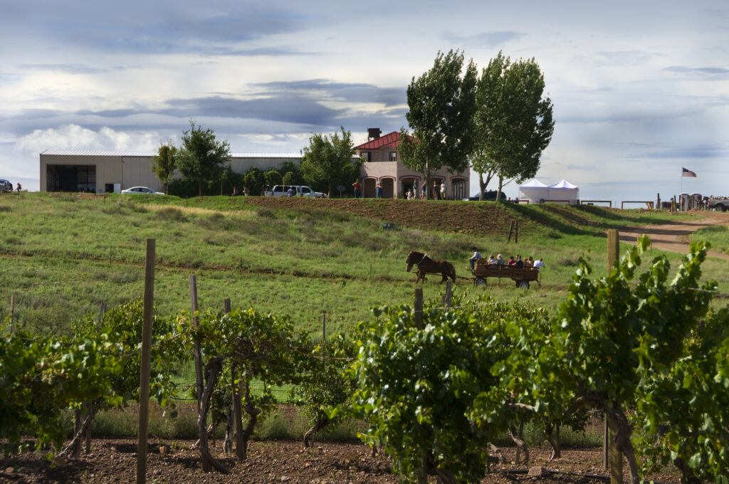 Eine Pferdekutsche fährt unter einem bewölkten Himmel durch einen Weinberg mit einem Gebäude und Bäumen im Hintergrund.
